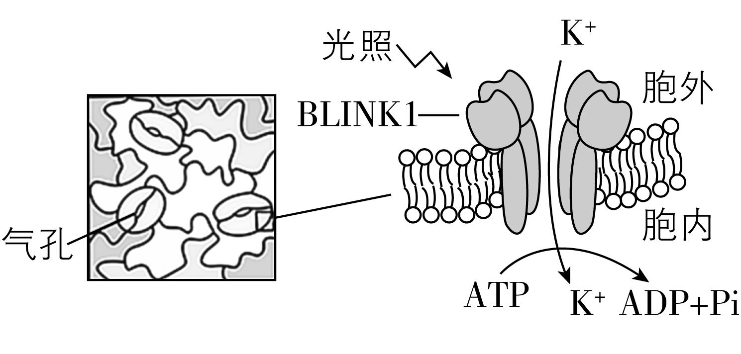 试题资源网 https://stzy.com