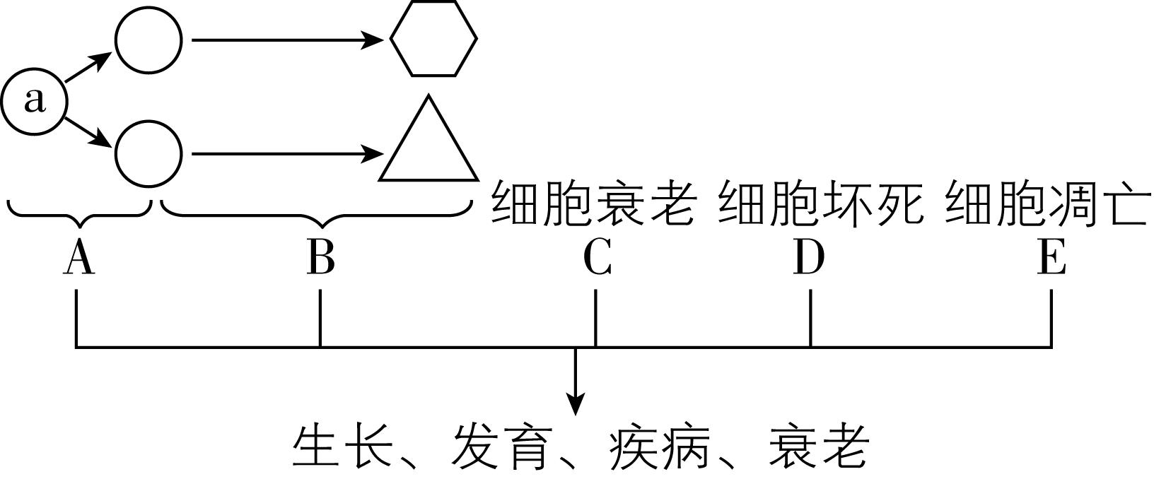 试题资源网 https://stzy.com