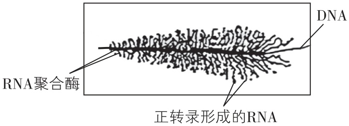 试题资源网 https://stzy.com